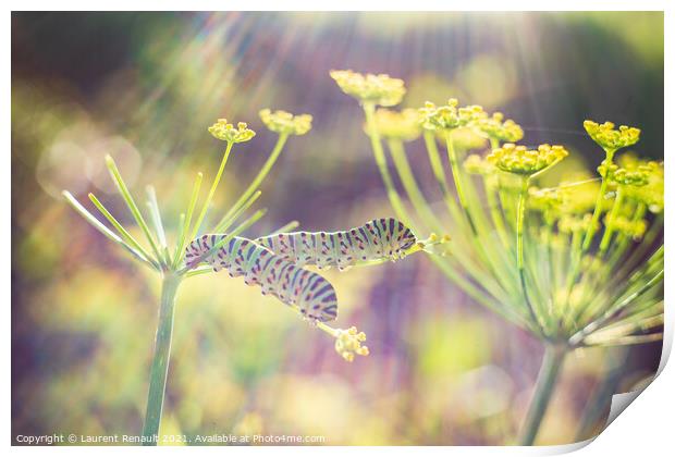 Swallowtail caterpillars on fennel Print by Laurent Renault