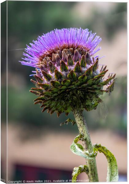 Wild purple thistle flower Canvas Print by Kevin Hellon