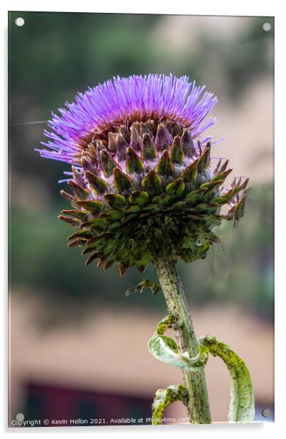 Wild purple thistle flower Acrylic by Kevin Hellon