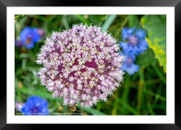 Enchanting Lilac Allium Blossom Framed Mounted Print by Kevin Hellon