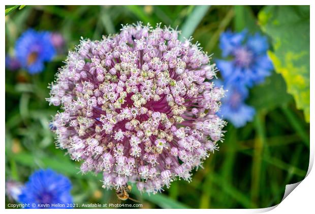 Enchanting Lilac Allium Blossom Print by Kevin Hellon