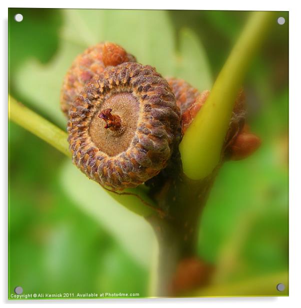 Acorn Acrylic by Ali Kernick