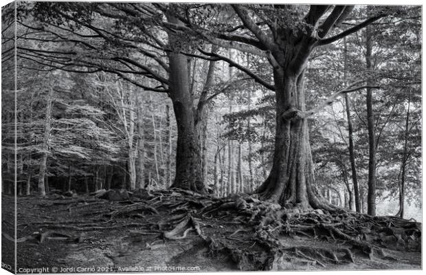 Roots of Montseny in B/W - C1509-2774-BW Canvas Print by Jordi Carrio