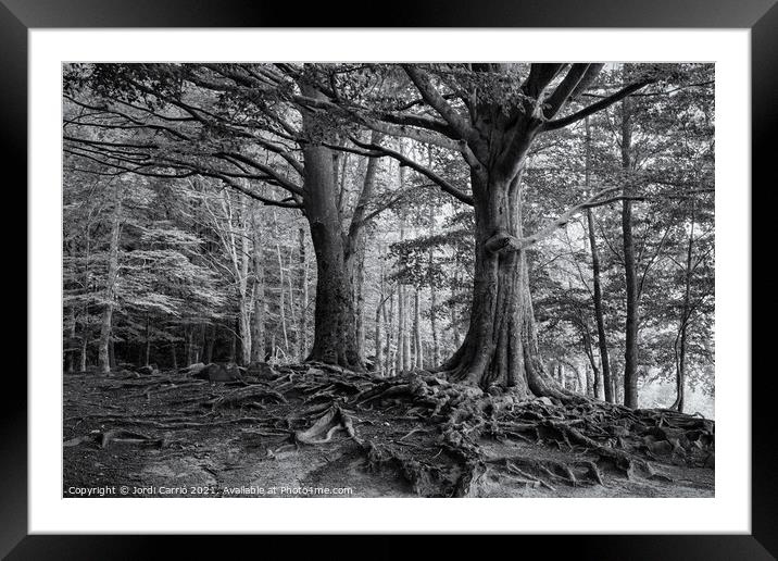 Roots of Montseny in B/W - C1509-2774-BW Framed Mounted Print by Jordi Carrio