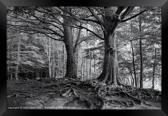 Roots of Montseny in B/W - C1509-2774-BW Framed Print by Jordi Carrio
