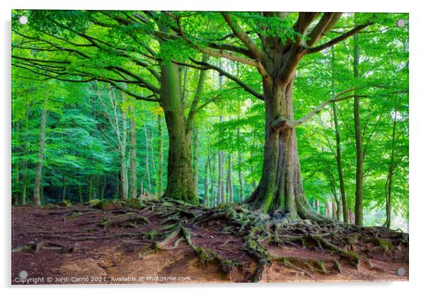 Majestic Montseny Beech Forest - C1509-2774-GLA Acrylic by Jordi Carrio