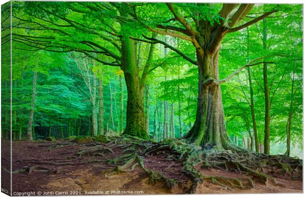 Mighty Beech Forest in Montseny - C1509-2774-GLA Canvas Print by Jordi Carrio