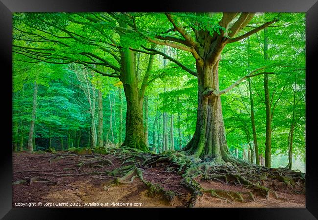 Mighty Beech Forest in Montseny - C1509-2774-GLA Framed Print by Jordi Carrio