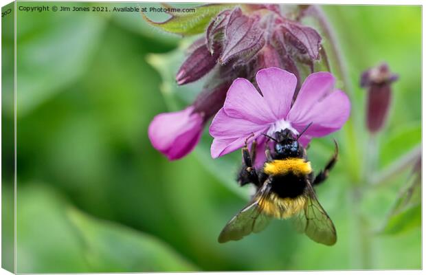 English Wild Flowers - Red Campion with bee Canvas Print by Jim Jones