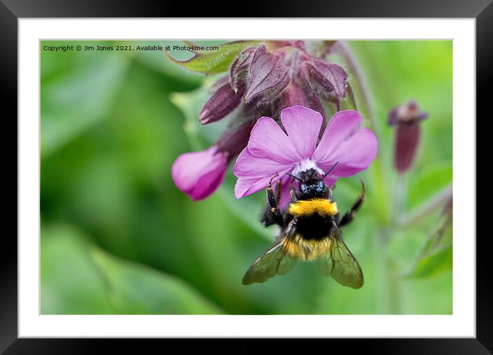 English Wild Flowers - Red Campion with bee Framed Mounted Print by Jim Jones