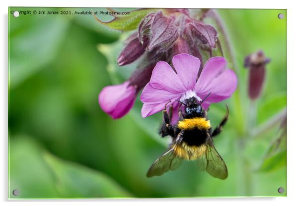 English Wild Flowers - Red Campion with bee Acrylic by Jim Jones