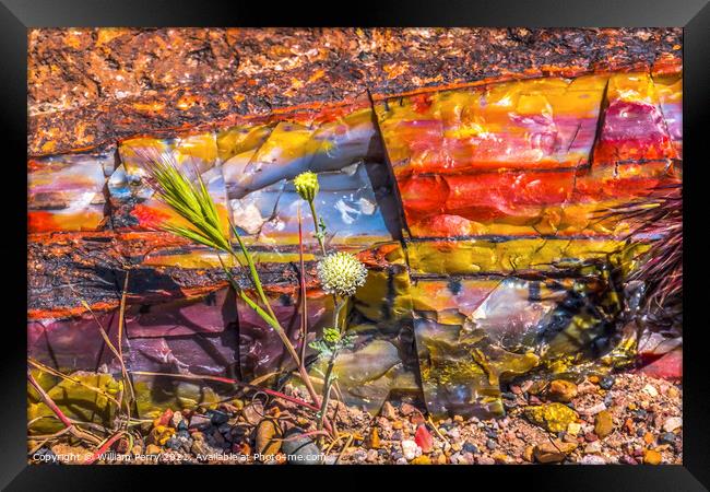 White Flower Colorful Petrified Wood Rock Log National Park Ariz Framed Print by William Perry