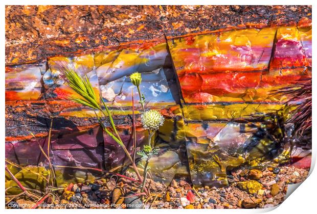 White Flower Colorful Petrified Wood Rock Log National Park Ariz Print by William Perry