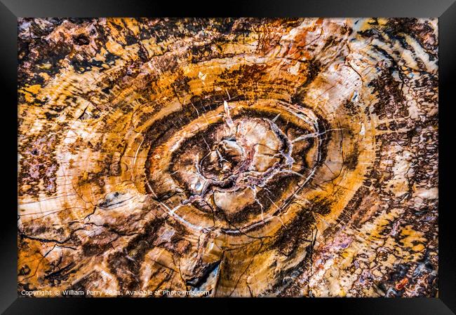 Petrified Wood Rock Abstract Background National Park Arizona Framed Print by William Perry