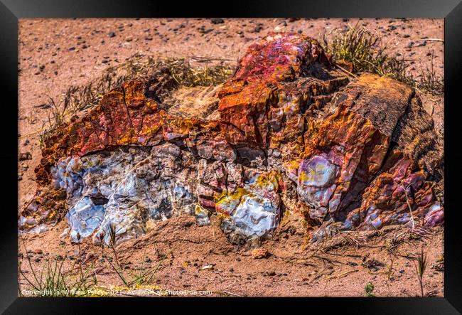 Petrified Wood Rock National Park Arizona Framed Print by William Perry