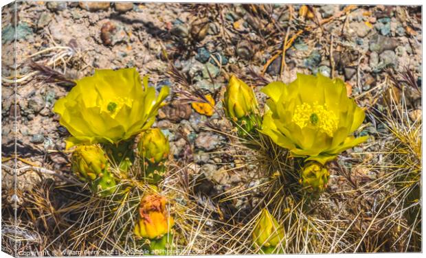 Yellow Pink Blossoms Plains Prickleypear Cactus Blooming Macro Canvas Print by William Perry