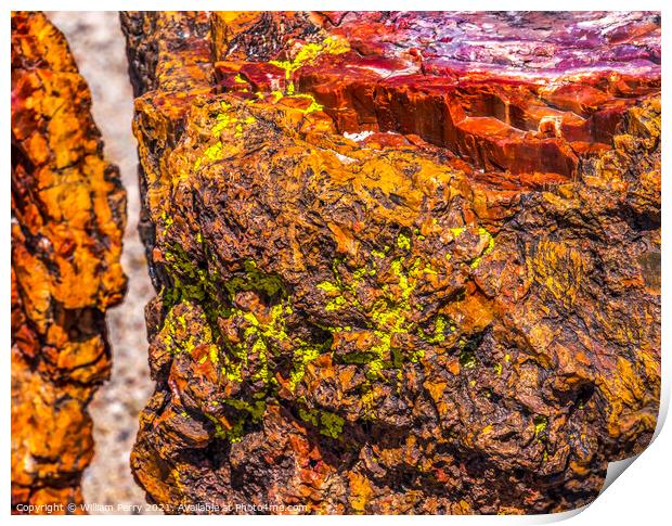 Petrified Wood Rock Abstract National Park Arizona Print by William Perry