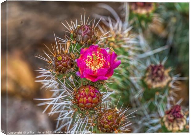 Pink Blossom Coastal Cholla Cactus Blooming Macro Canvas Print by William Perry