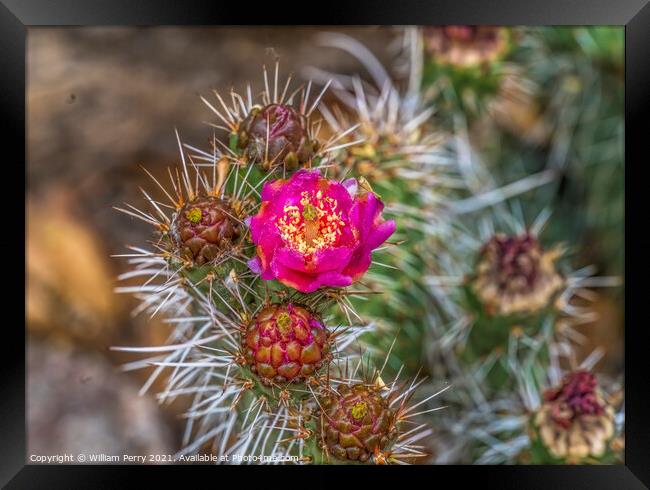 Pink Blossom Coastal Cholla Cactus Blooming Macro Framed Print by William Perry