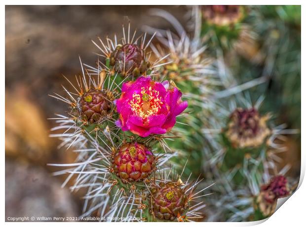 Pink Blossom Coastal Cholla Cactus Blooming Macro Print by William Perry