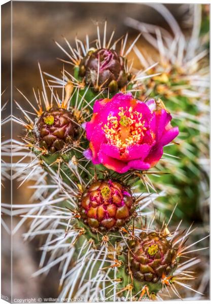 Pink Blossom Coastal Cholla Cactus Blooming Macro Canvas Print by William Perry