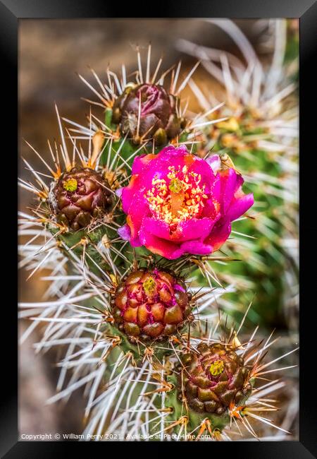 Pink Blossom Coastal Cholla Cactus Blooming Macro Framed Print by William Perry