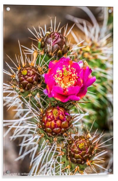 Pink Blossom Coastal Cholla Cactus Blooming Macro Acrylic by William Perry