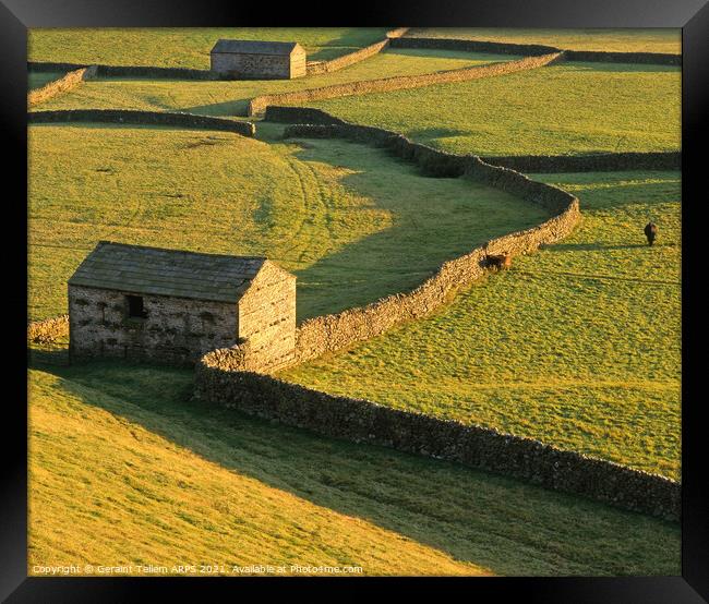 Sheep barns, drystone walls, Gunnerside, Swaledale, Yorkshire Dales Nat. Park Framed Print by Geraint Tellem ARPS