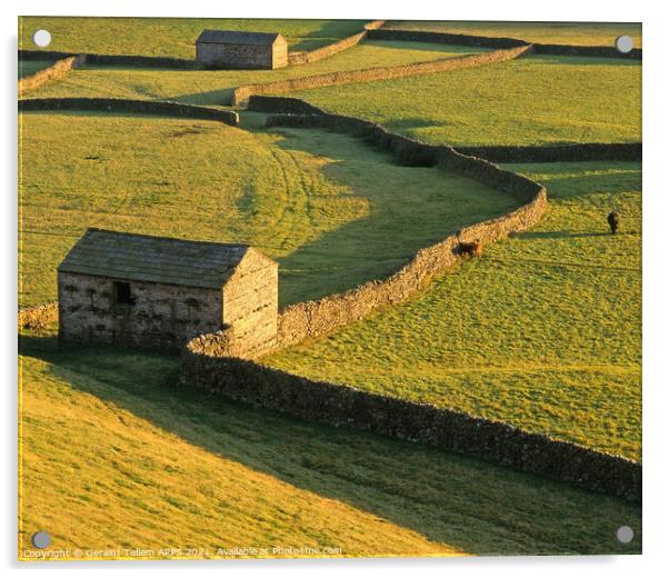 Sheep barns, drystone walls, Gunnerside, Swaledale, Yorkshire Dales Nat. Park Acrylic by Geraint Tellem ARPS