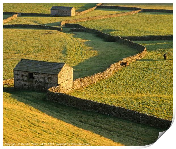Sheep barns, drystone walls, Gunnerside, Swaledale, Yorkshire Dales Nat. Park Print by Geraint Tellem ARPS