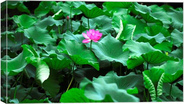 Pink lotus Canvas Print by Stan Lihai