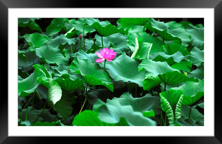 Pink lotus Framed Mounted Print by Stan Lihai