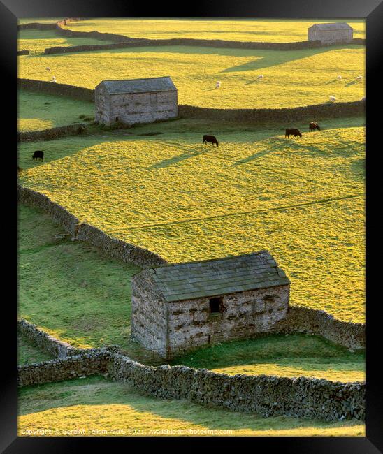 Sheep barns, drystone walls, Gunnerside, Swaledale, Yorkshire Dales Nat. Park Framed Print by Geraint Tellem ARPS