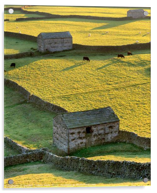 Sheep barns, drystone walls, Gunnerside, Swaledale, Yorkshire Dales Nat. Park Acrylic by Geraint Tellem ARPS