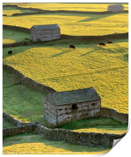 Sheep barns, drystone walls, Gunnerside, Swaledale, Yorkshire Dales Nat. Park Print by Geraint Tellem ARPS