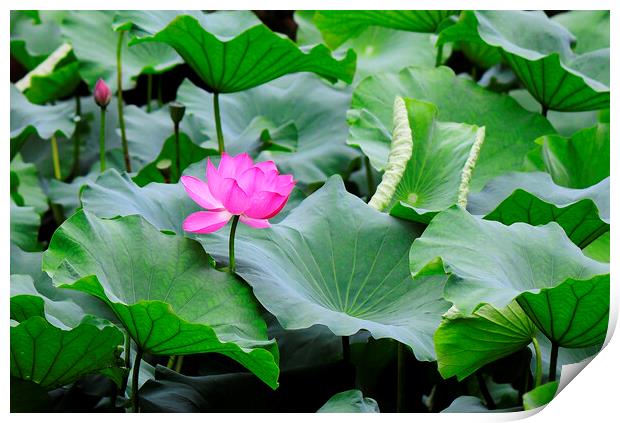 Pink lotus flower Print by Stan Lihai