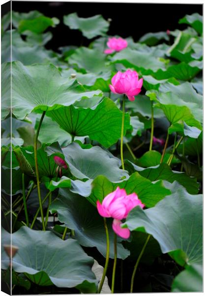Lotus flower Canvas Print by Stan Lihai