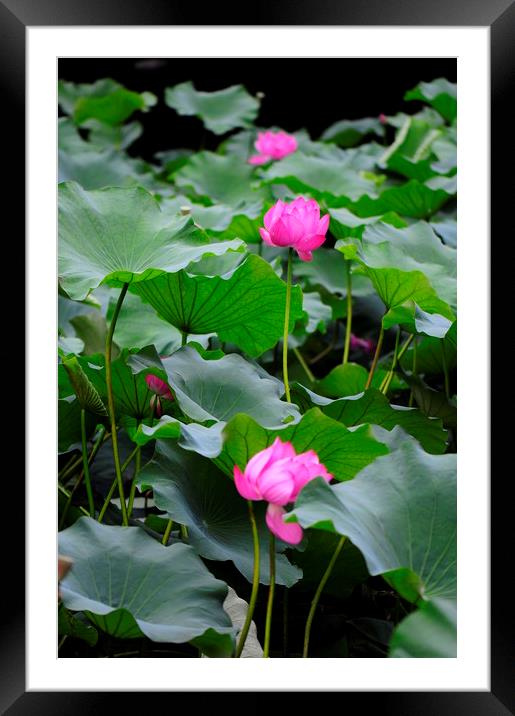 Lotus flower Framed Mounted Print by Stan Lihai