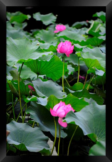Lotus flower Framed Print by Stan Lihai