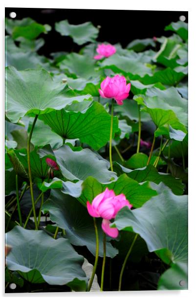 Lotus flower Acrylic by Stan Lihai