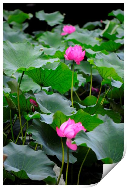 Lotus flower Print by Stan Lihai