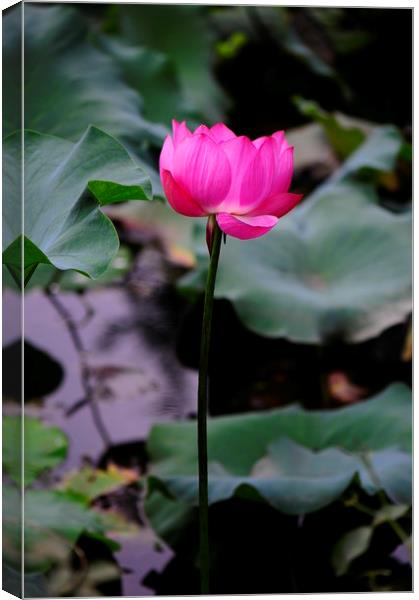Pink lotus flower Canvas Print by Stan Lihai
