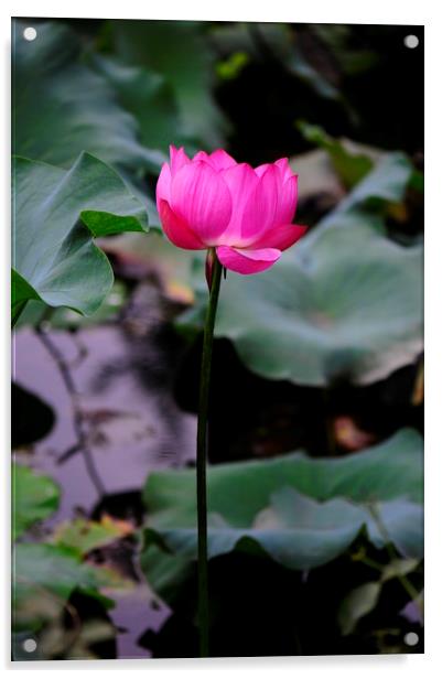 Pink lotus flower Acrylic by Stan Lihai