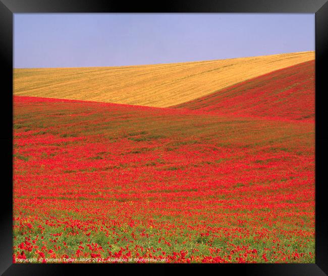 Poppies and wheat, South Downs, East Sussex, England Framed Print by Geraint Tellem ARPS