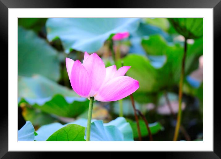 Lotus  Framed Mounted Print by Stan Lihai