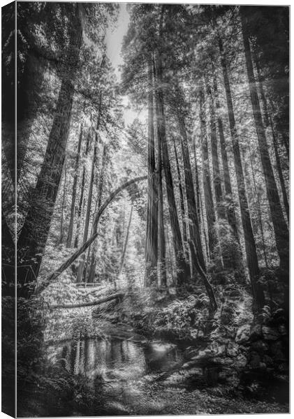  Mono Sunlit Forest Canvas Print by Gareth Burge Photography