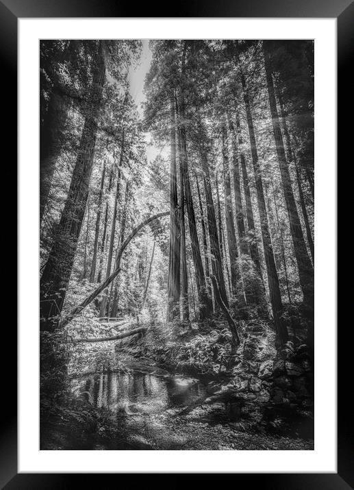  Mono Sunlit Forest Framed Mounted Print by Gareth Burge Photography
