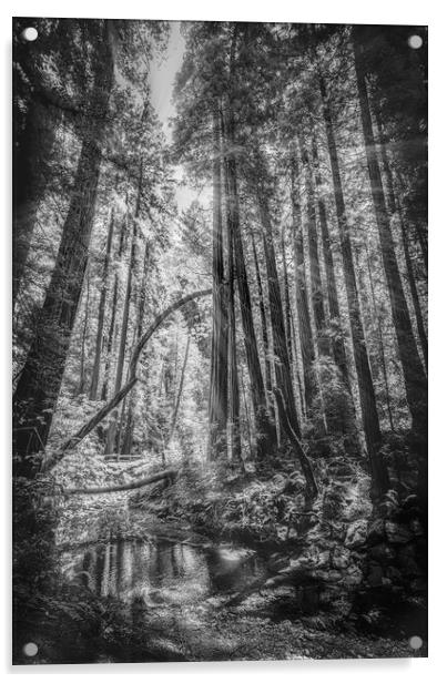  Mono Sunlit Forest Acrylic by Gareth Burge Photography