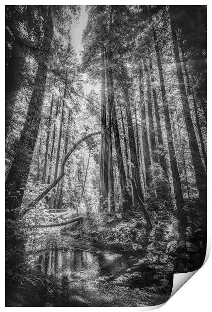  Mono Sunlit Forest Print by Gareth Burge Photography