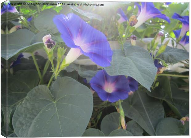 Sun rays over beautiful funnel blue flowers, Canvas Print by Ali asghar Mazinanian